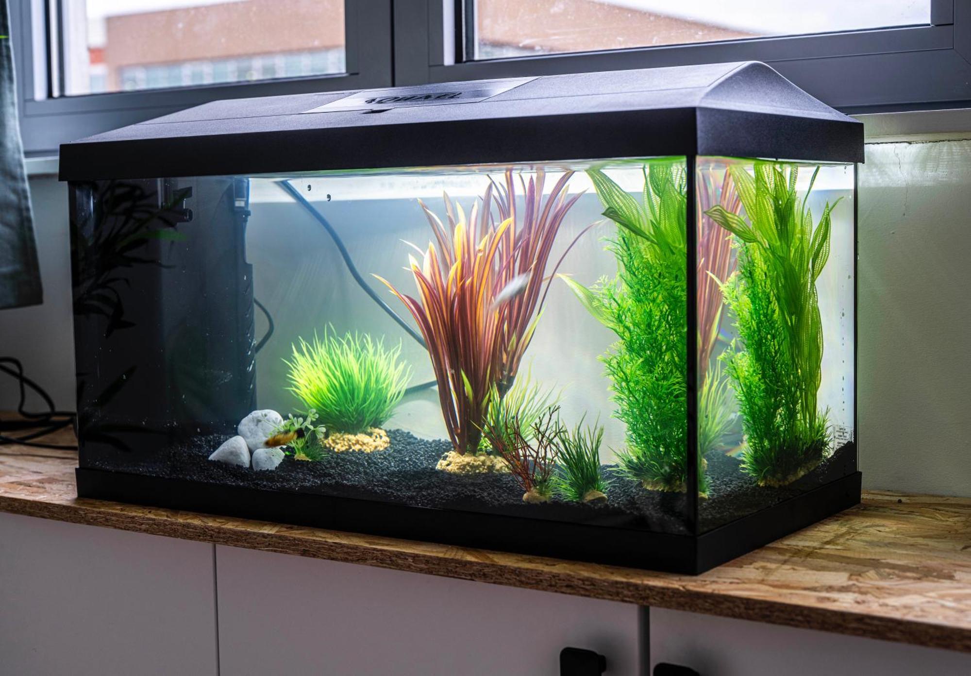 Studio Chaleureux Avec Aquarium Lejlighed Marcq-en-Baroeul Eksteriør billede